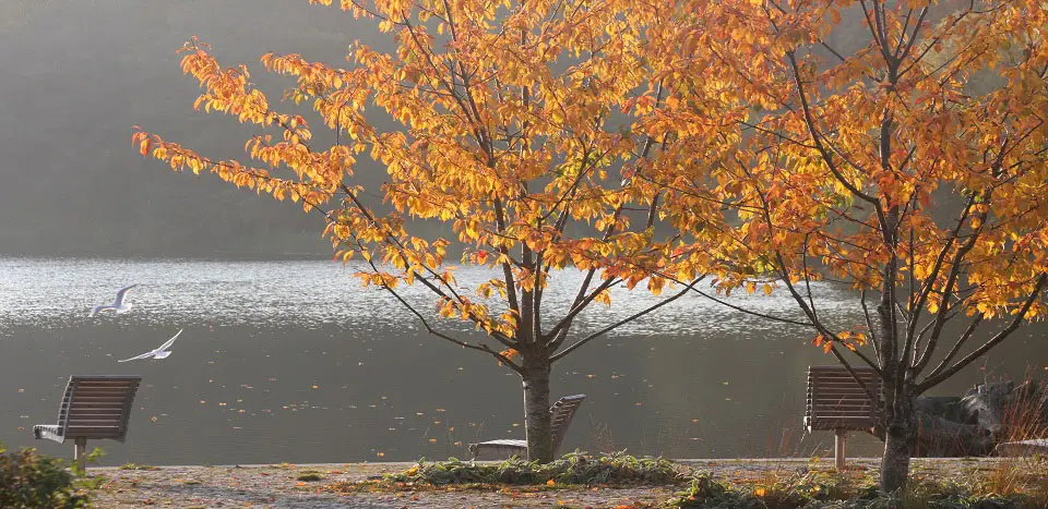 ... Herbstbäume am See mit Bänken und Möwen im Flug