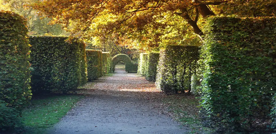 ... Allee mit herbstlichen Heckenbögen im Sonnenlicht